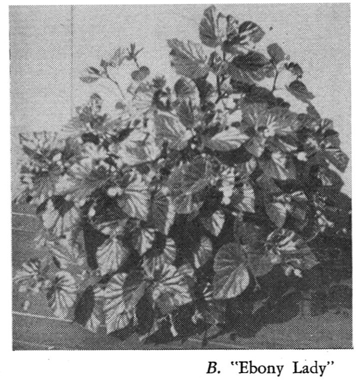 B. ‘Ebony Lady’